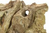 Dinosaur Tendons, Vertebrae, and Tooth in Sandstone - Wyoming #280902-1